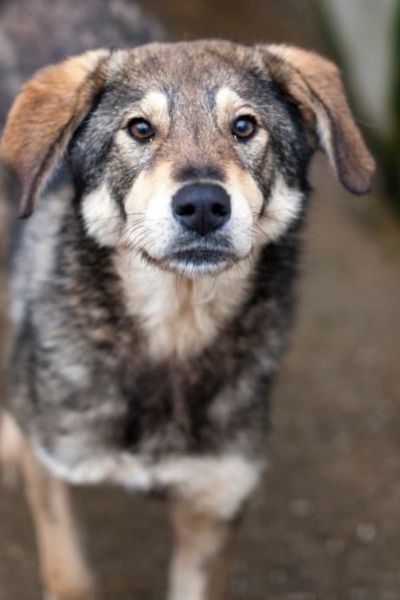 Hund sieht neugierig in die Kamera