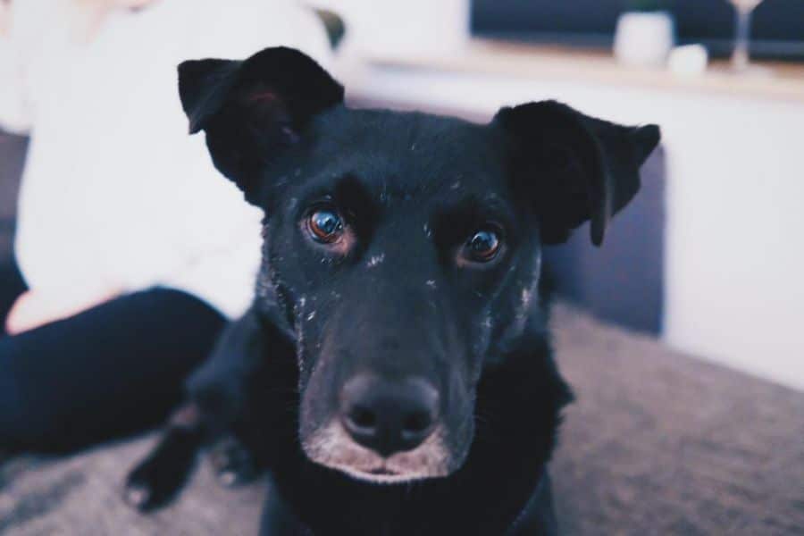 Hund schaut in die Kamera