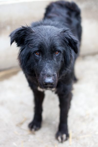 Schwarze Hündin steht im Tierheim und schaut in die Kamera