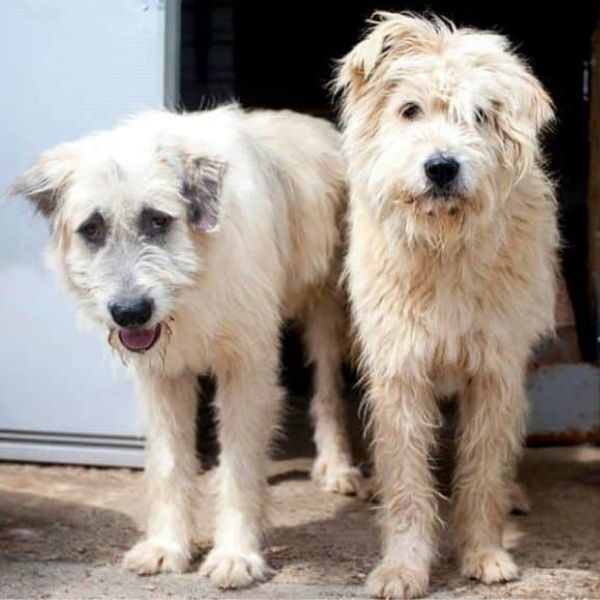 Zwei weiße Hunde schauen in die Kamera