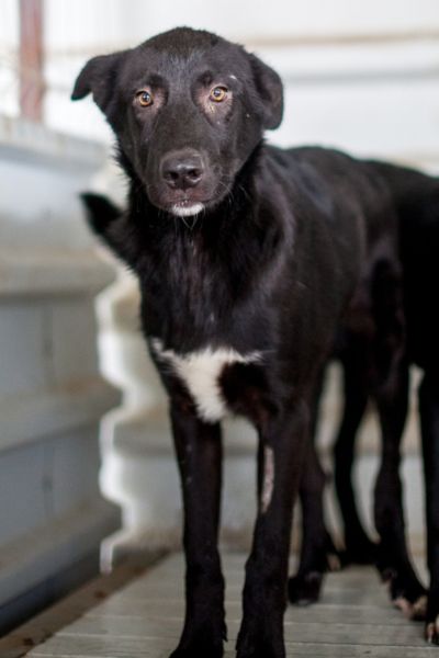 Hund sieht zurückhaltend in die Kamera