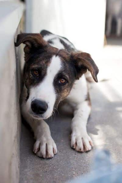 Naira liegt und schaut in die Kamera.