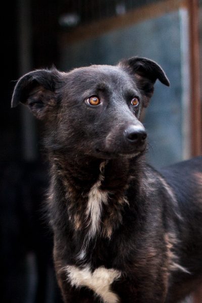 Lucilia wurde in Rumänien von der Straße gerettet. Nun wartet die Hündin auf Menschen die ihr ein Zuhause schenken.