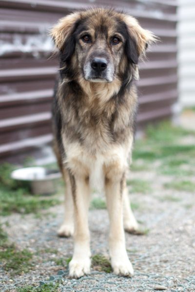 hell brauner Hund steht auf dem Boden und schaut gerade zur Kamera.