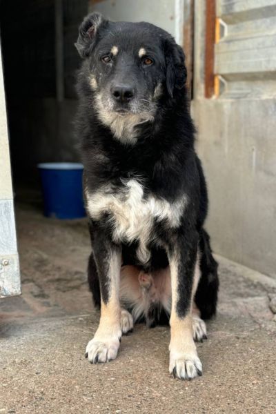 Ein großer, schwarz-weiß gefärbter Hund sitzt ruhig vor einer Tür und schaut in die Kamera.