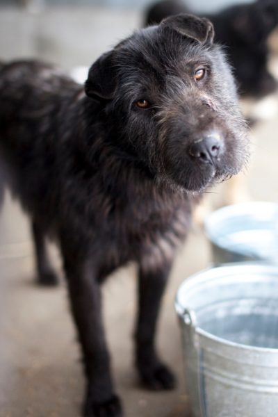 Hund Remo hat schwarzes Fell und steht in seinem Zwinger in Rumänien vor einem Wassereimer. Er hält den Kopf schief und schaut in die Kamera.