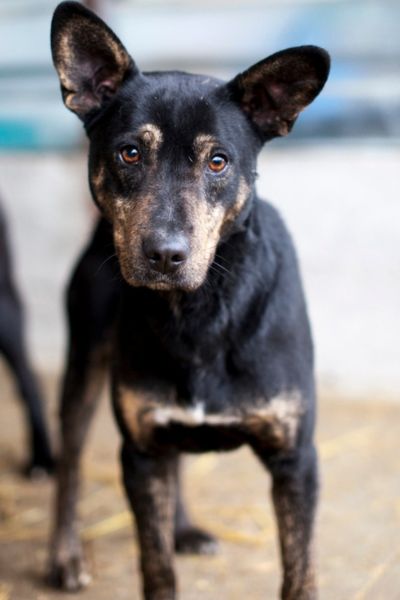 Hund sieht neugierig in die Kamera
