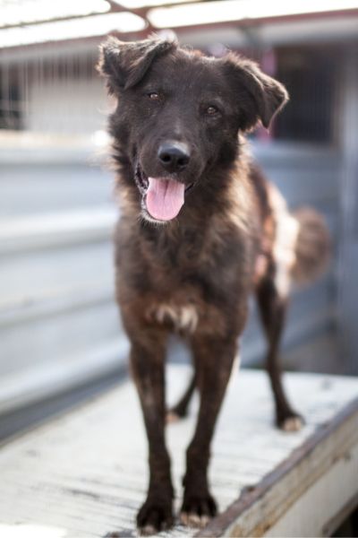 Schwarzer Rüde steht auf dem Dach seiner Hütte und wird von der Sonne angestrahlt. Er schaut in die Kamera.