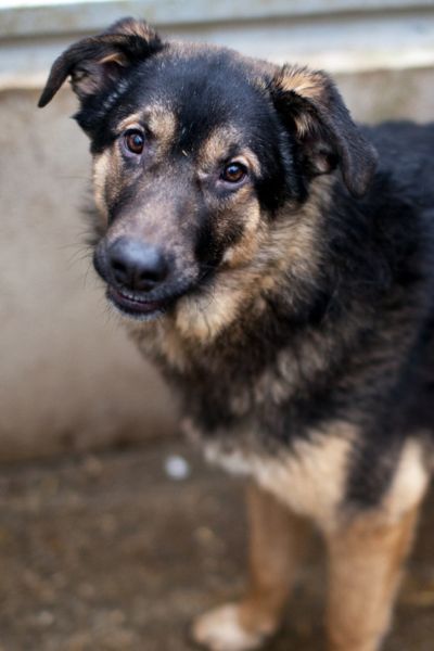 Hund sieht in die Kamera