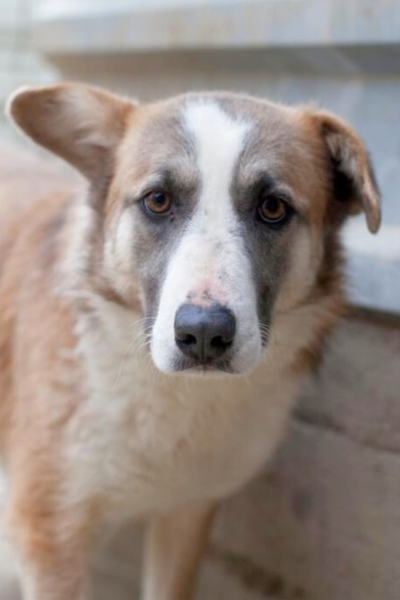 Hellbrauner Hund mit weißem Gesicht schaut in die Kamera und steht im Zwinger im Tierheim
