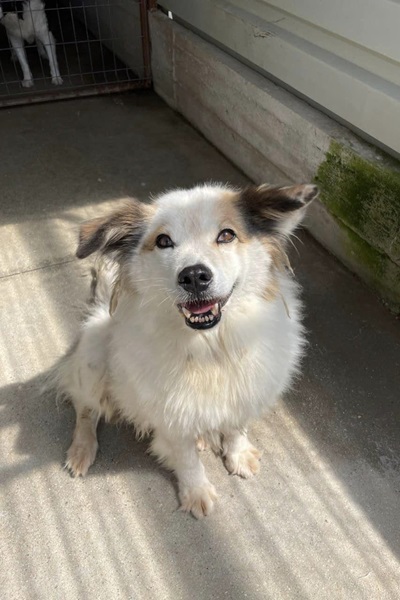 Weißer Hund mit schwarzen Ohren sitzt in seinem Zwinger und schaut in die Kamera.