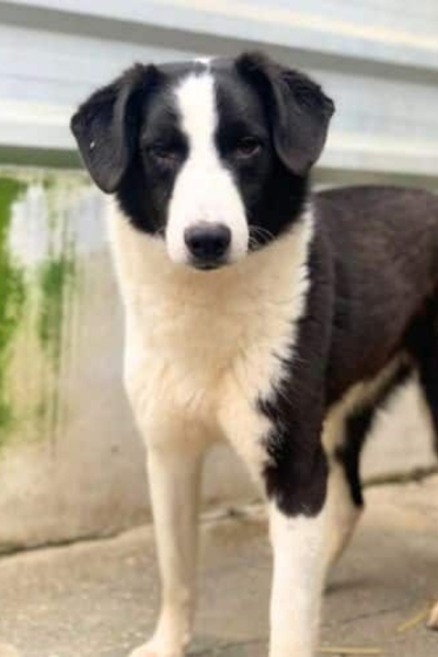 Snoopy steht in seinem Kennel