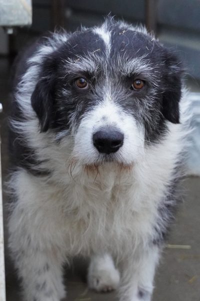Zotteliger, schwarz-weißer Hund mit Schlappohren schaut in die Kamera