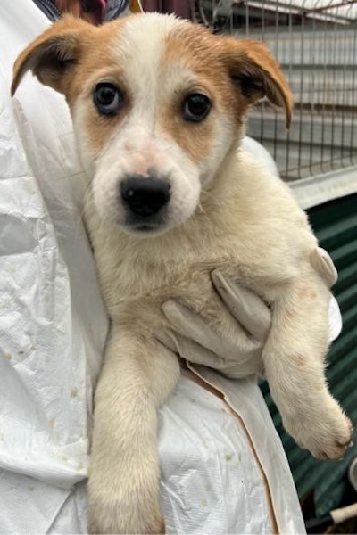 hellbrauner Welpe mit braunen Ohren auf dem Arm in die Kamera schauend