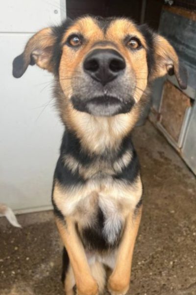 Hundedame schaut in Kamera