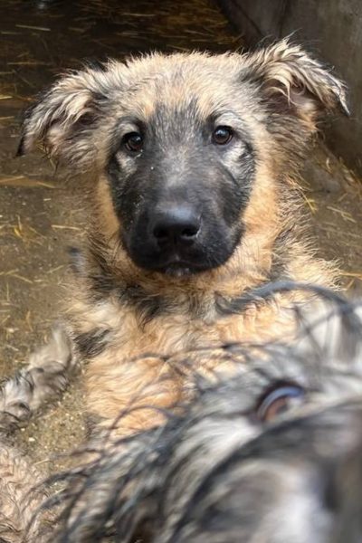 Brauner Welpe mit dunklem Gesicht schaut in die Kamera