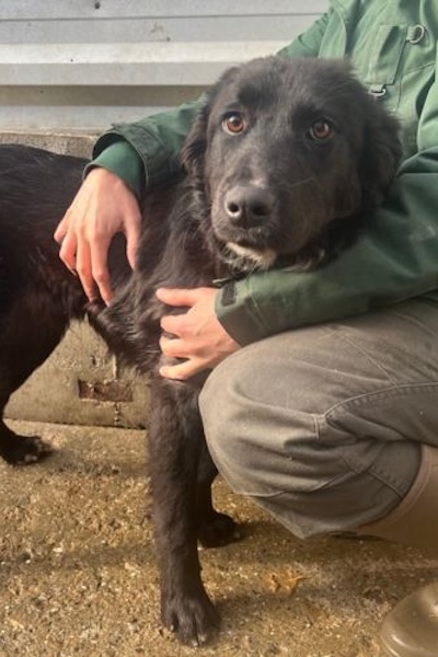 schwarzer Hund kuschelt sich an die Beine einer Tierschützerin