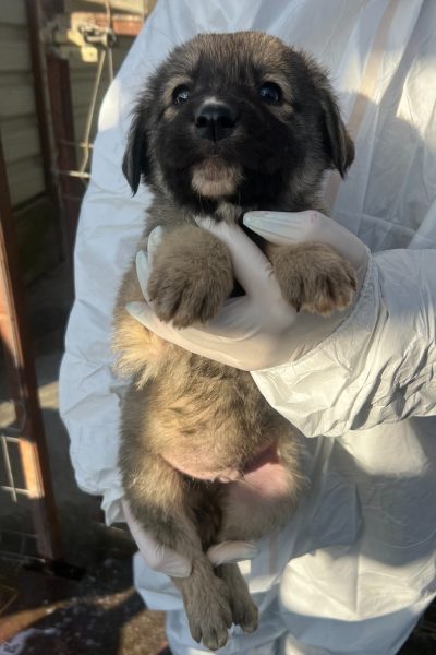 Opal wird auf dem Arm gehalten, der Welpe schaut über die Kamera hinweg.