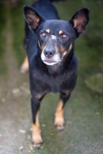 Keno steht frontal zur Kamera und schaut mit hochstehenden Ohren.