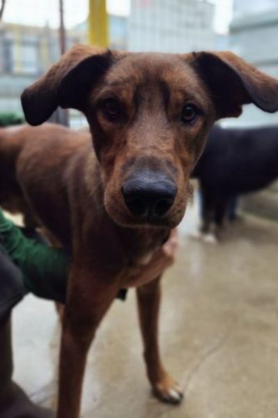 Ein dunkelbrauner Hund ist im Tierheim und schaut in die Kamera.