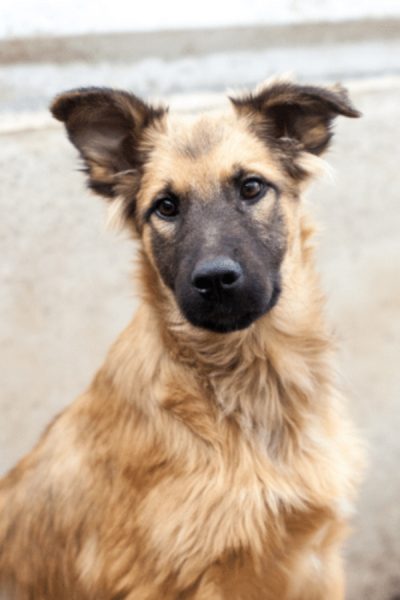 Brauner Hund mit dunkler Schnauze schaut in die Kamera