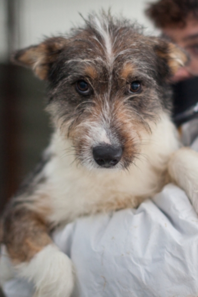 Hachiko auf dem Arm einer Pflegerin