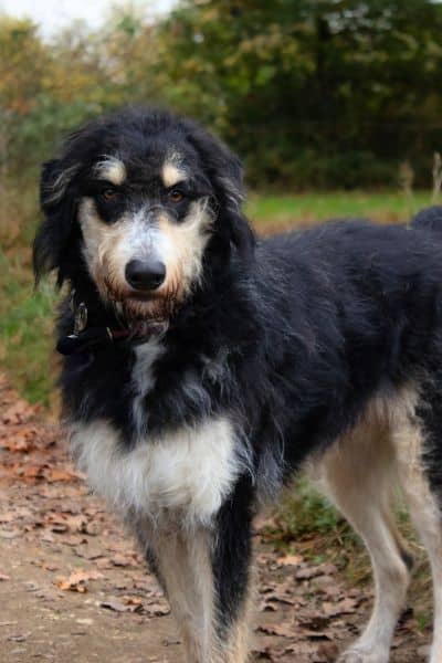 Nacho schaut aufmerksam in die Kamera.