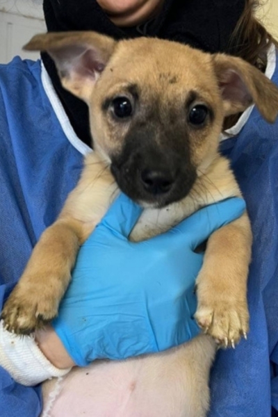 Welpe Winston in den Armen einer Pflegerin.