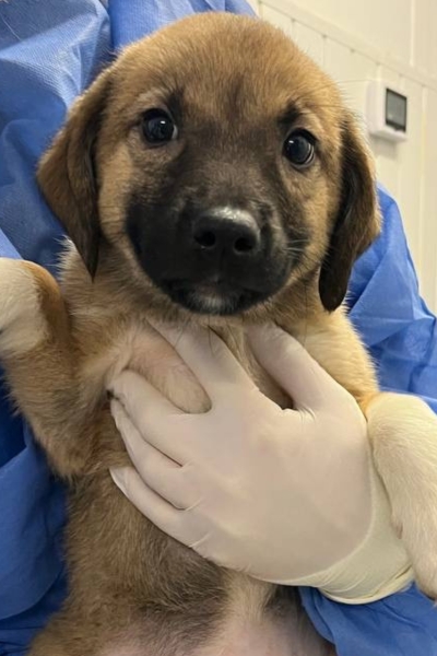 Hellbrauner Welpe auf dem Arm und schaut in die Kamera.