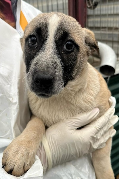 hellbrauner Welpe mit schwarzen Fell um die Schnauze, liegt auf dem arm eines Tierschützers.