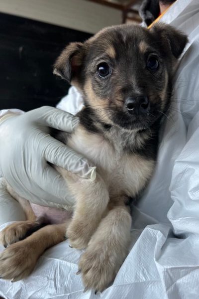 Welpe mit brauner Schnauze und hängenden Ohren wird in dem Arm genommen und schaut in die Kamera.