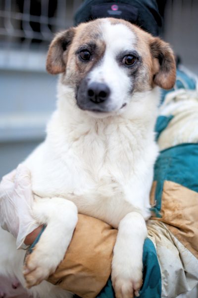 Weißer Hund mit braunem Gesicht schaut, während er auf einem Arm gehalten wird, in die Kamera