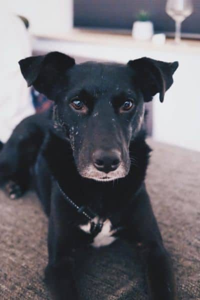 Hund liegt auf dem Sofa und schaut in die Kamera